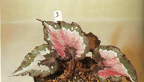 B. ‘Bright Christmas’